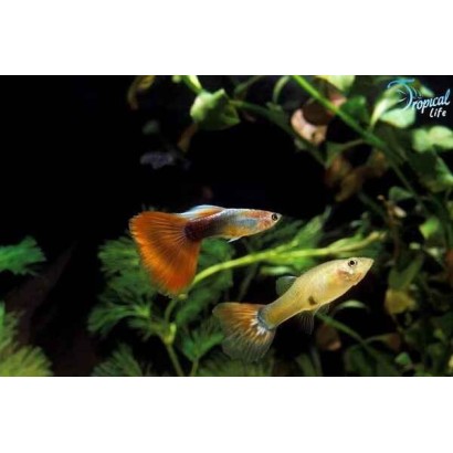 Coppia di Poecilia reticulata guppy show maschio e femmina in vendita su Tropical Life