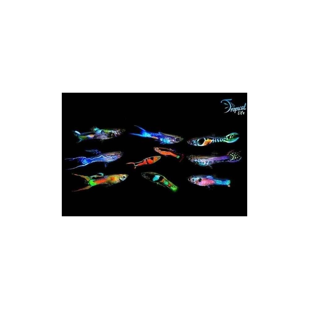Esemplari maschi colorati di Poecilia wingei Endler in vendita su Tropical Life