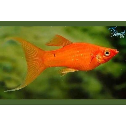 Esemplare di Poecilia sphenops molly red lyretail rosso coda a lira in vendita su Tropical Life