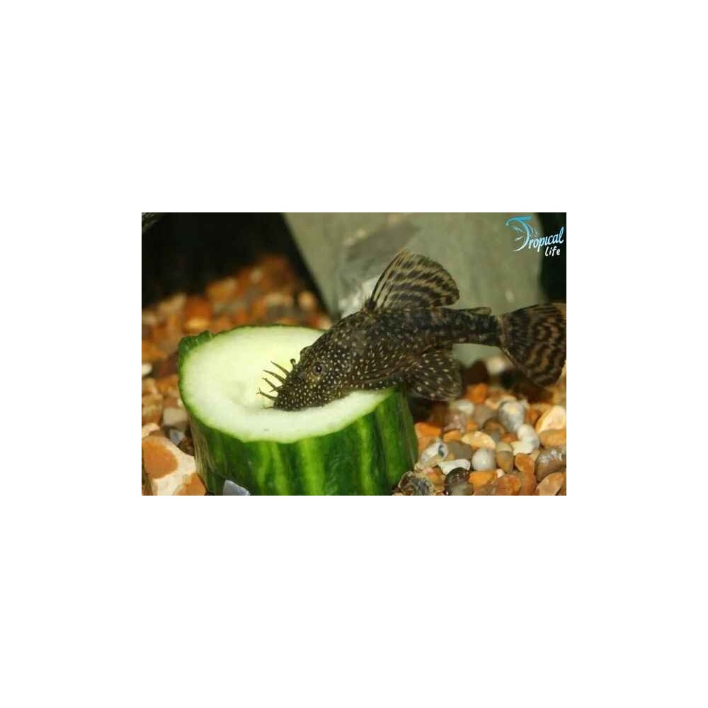 Esemplare di Ancistrus sp. pesce pulitore di fondo scuro in vendita su Tropical Life