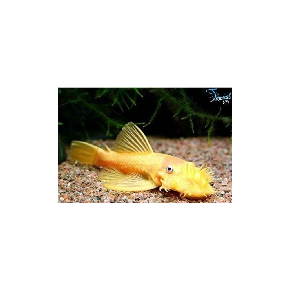 Esemplare di Ancistrus sp. variante albina pesce pulitore di fondo in vendita su Tropical Life