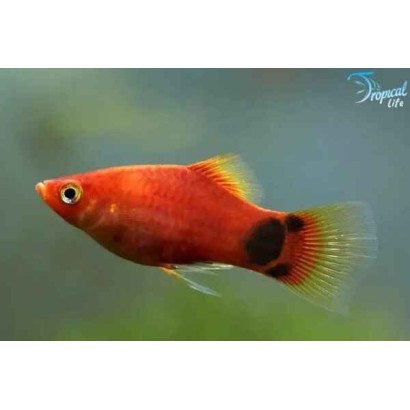 Esemplare di Platy Red Mickey Mouse Xiphophorus maculatus con macchia caratteristica sulla coda in vendita su Tropical Life