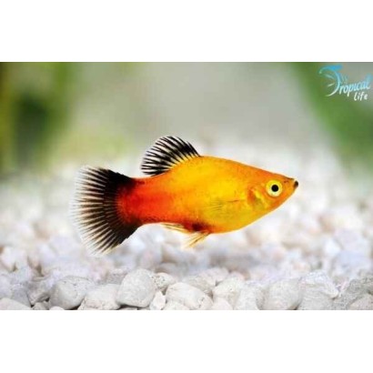 Esemplare di Platy Apple Tricolor Xiphophorus maculatus in vendita online su Tropical Life