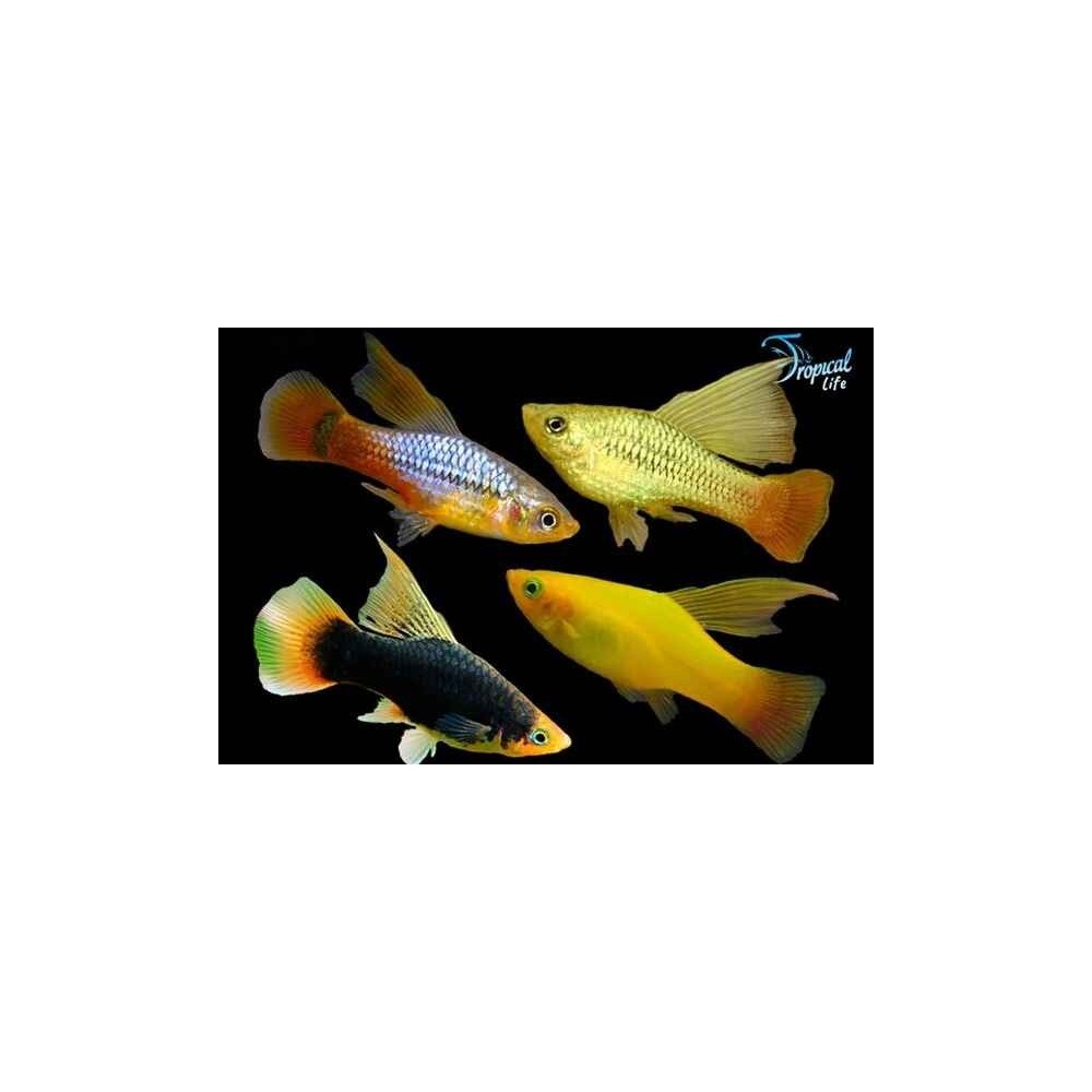 Esemplari di Platy Hifin Xiphophorus maculatus assortiti con pinna alta in vendita su Tropical Life