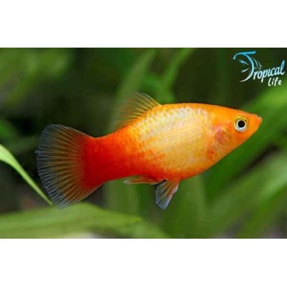 Esemplare di Xiphophorus maculatus platy orange gold arancione in vendita su Tropical Life