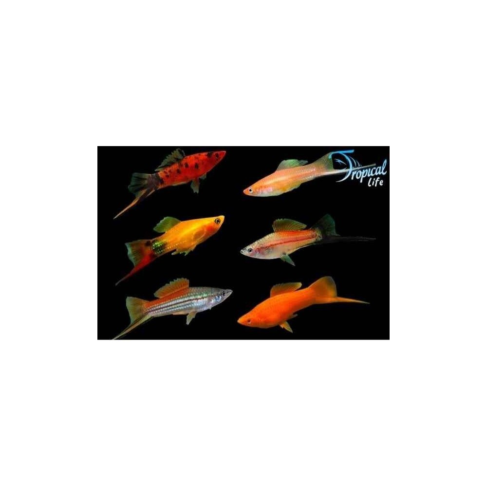 Gruppo di Xiphophorus helleri portaspada mixed colorati in vendita su Tropical Life