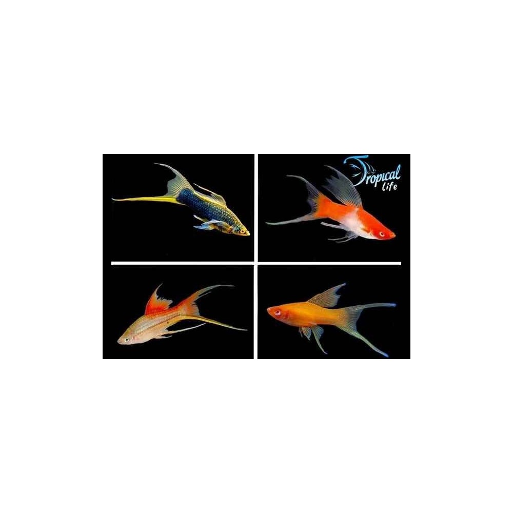 Xiphophorus helleri Lyretail Assortiti - Portaspada | Tropicallife