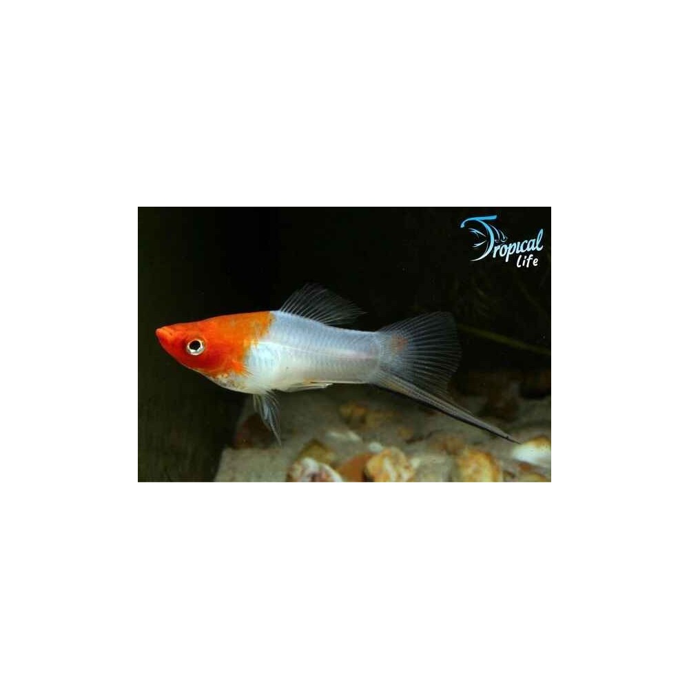 Esemplare di Xiphophorus helleri portaspada kohaku rosso e bianco in vendita su Tropical Life