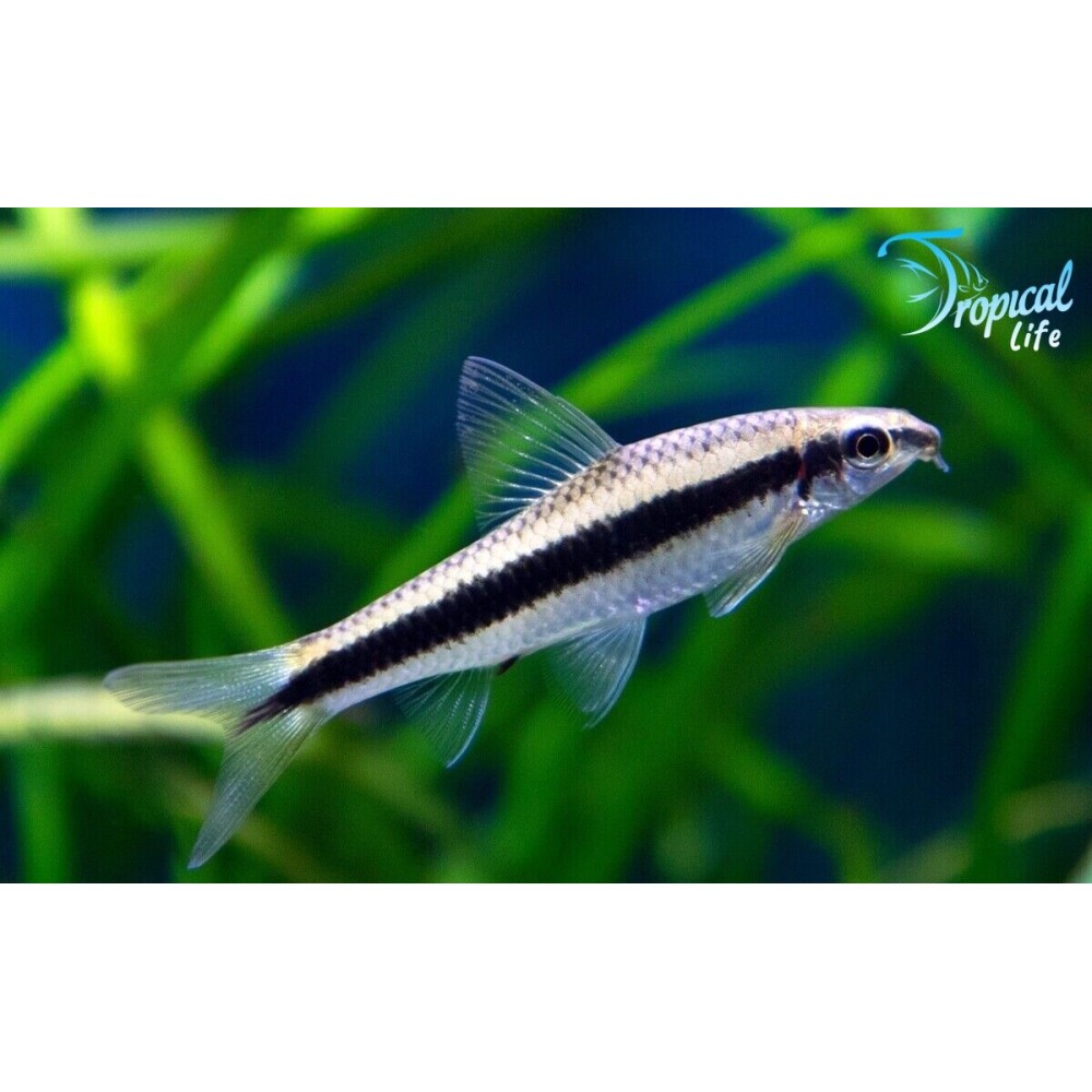Esemplare di Crossocheilus siamensis mangia alghe siamese vero in vendita su Tropical Life