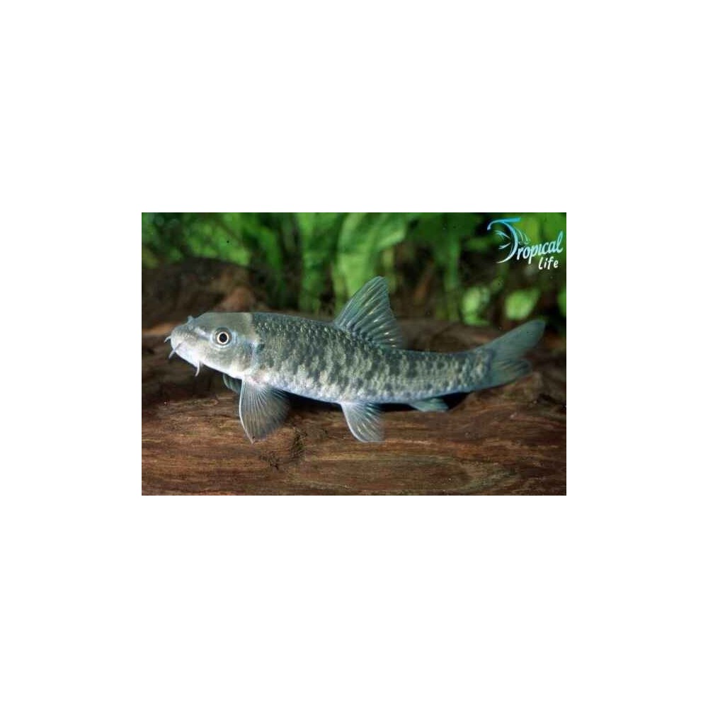 Esemplare di Garra rufa pesce dottore mangia alghe in vendita su Tropical Life