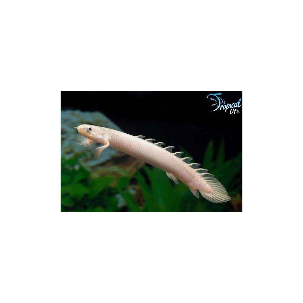 Esemplare di Polypterus senegalus variante albina pesce drago africano in vendita su Tropical Life