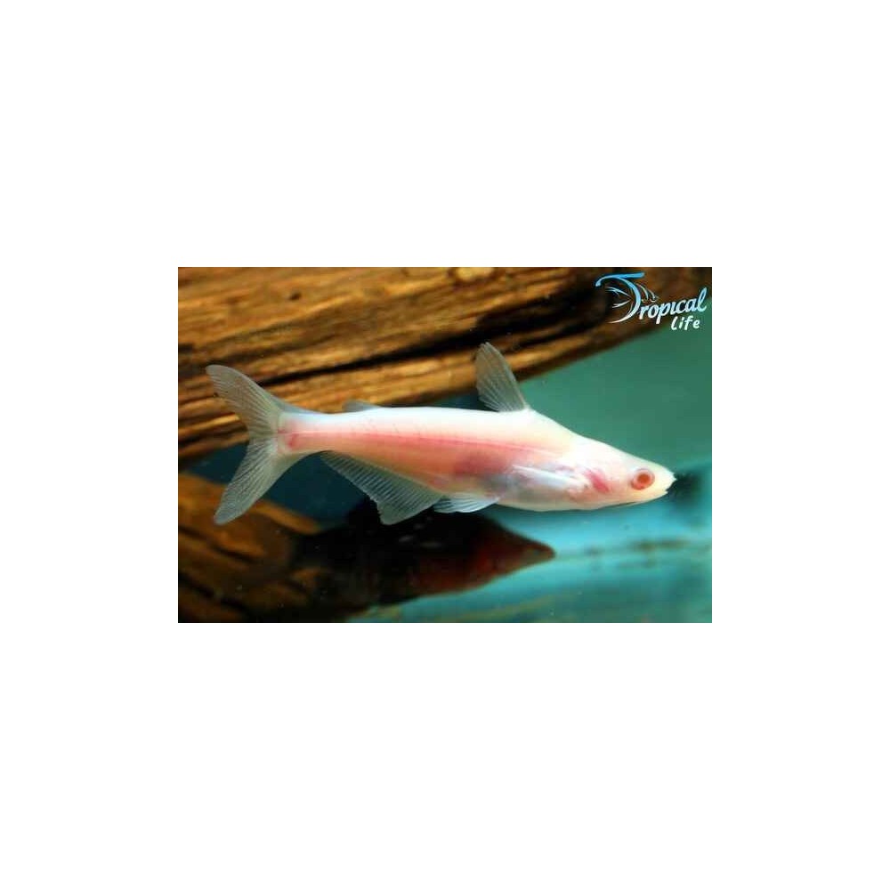 Esemplare di Pangasianodon hypophthalmus albino Pangasius sutchi albino  squaletto bianco in vendita su Tropical Life