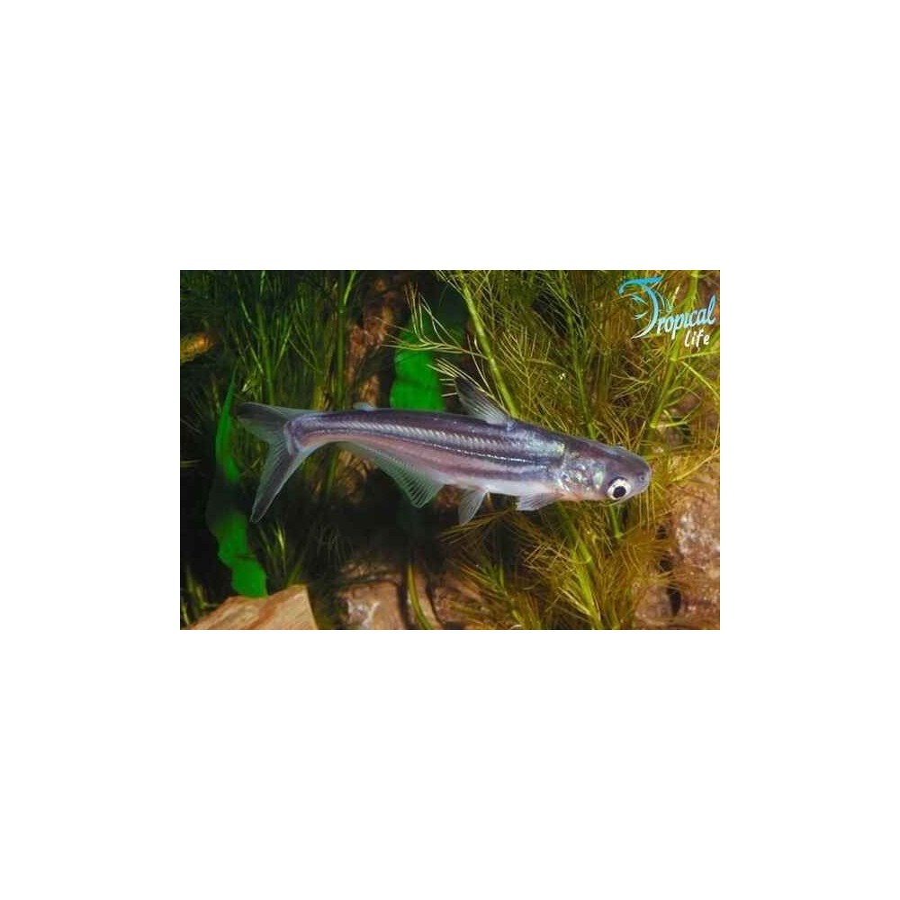 Esemplare di Pangasianodon hypophthalmus, Pangasius sutchi,  squaletto d'acqua dolce asiatico in vendita su Tropical Life