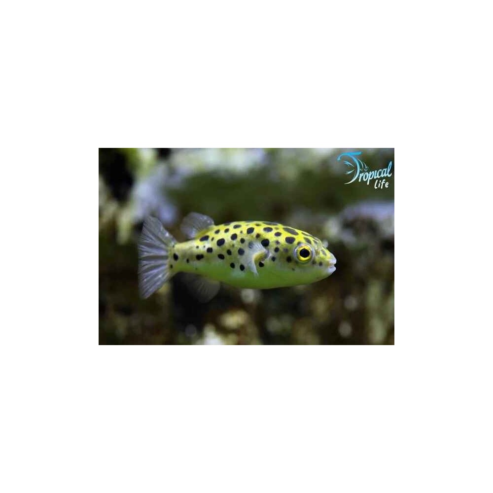 Esemplare di Tetraodon nigroviridis pesce palla verde maculato asiatico in vendita su Tropical Life