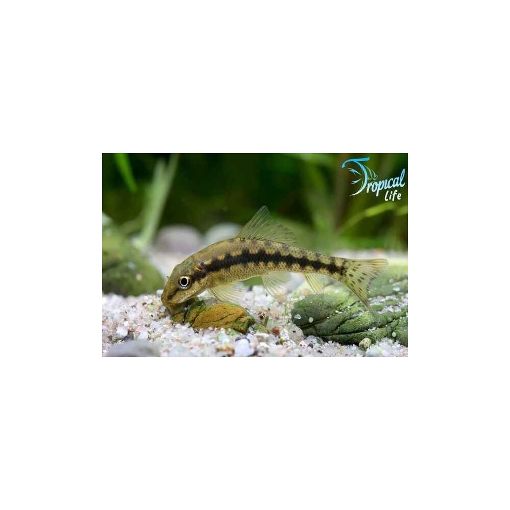 Esemplare di Gyrinocheilus aymonieri pesce mangia alghe cinese grigio in vendita su Tropical Life