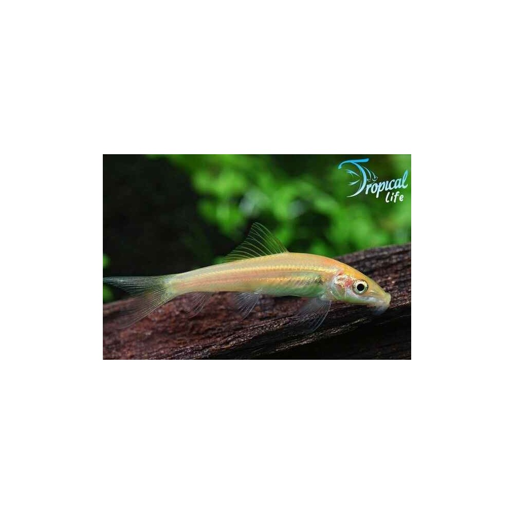 Gyrinocheilus aymonieri Gold - Mangia Alghe Online | Tropical Lif