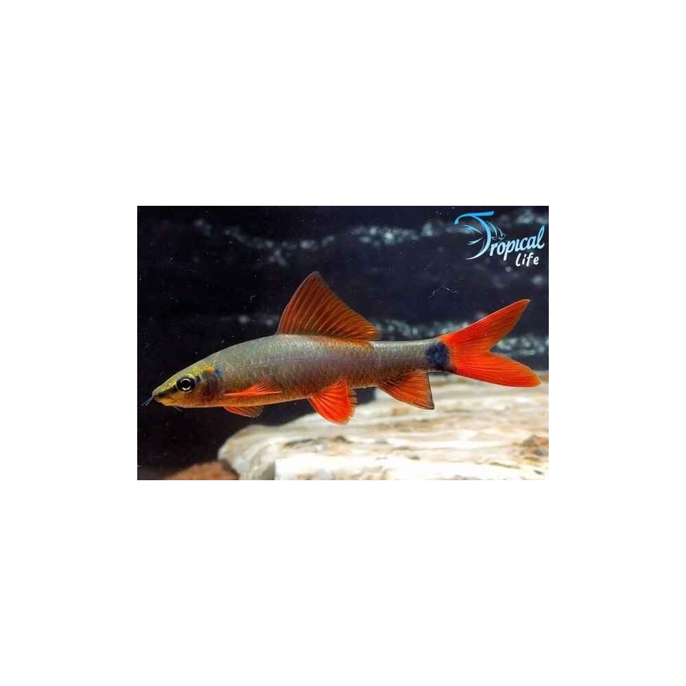 Esemplare di Epalzeorhynchos frenatus pesce labeo pinne rosse asiatico in vendita su Tropical Life