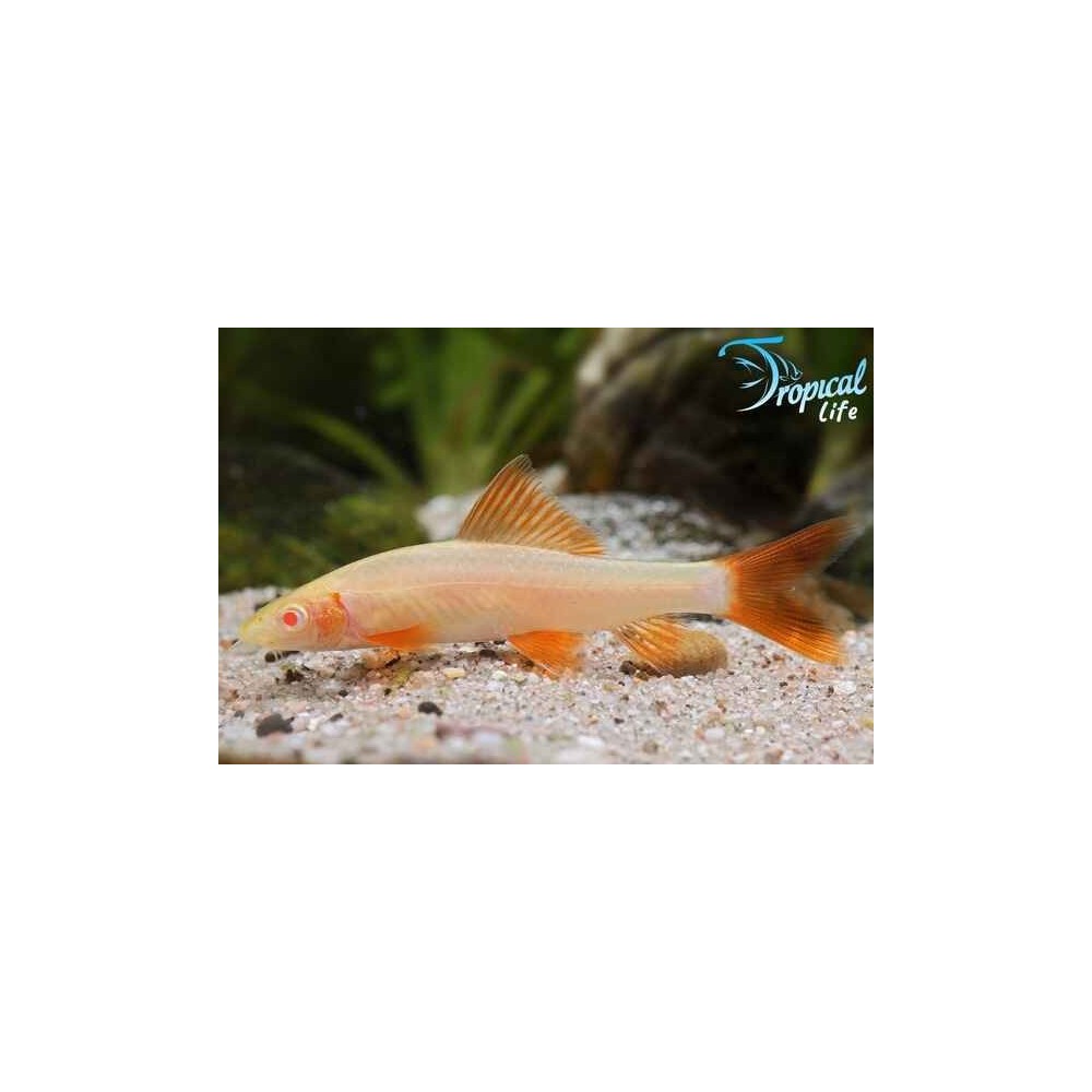 Esemplare di Epalzeorhynchos frenatus variante albina pesce pulitore asiatico in vendita su Tropical Life