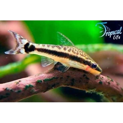 Esemplare di Otocinclus affinis pesce pulitore nano mangia alghe in vendita su Tropical Life