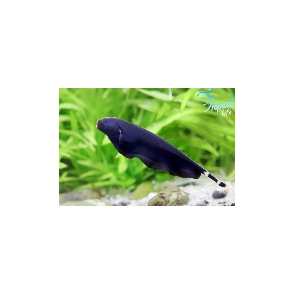 Esemplare di Apteronotus albifrons pesce coltello fantasma nero sudamericano in vendita su Tropical Life