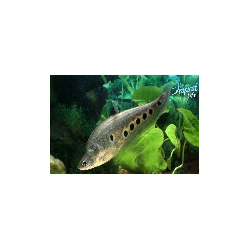 Esemplare di Chitala ornata pesce coltello ocellato asiatico in vendita su Tropical Life