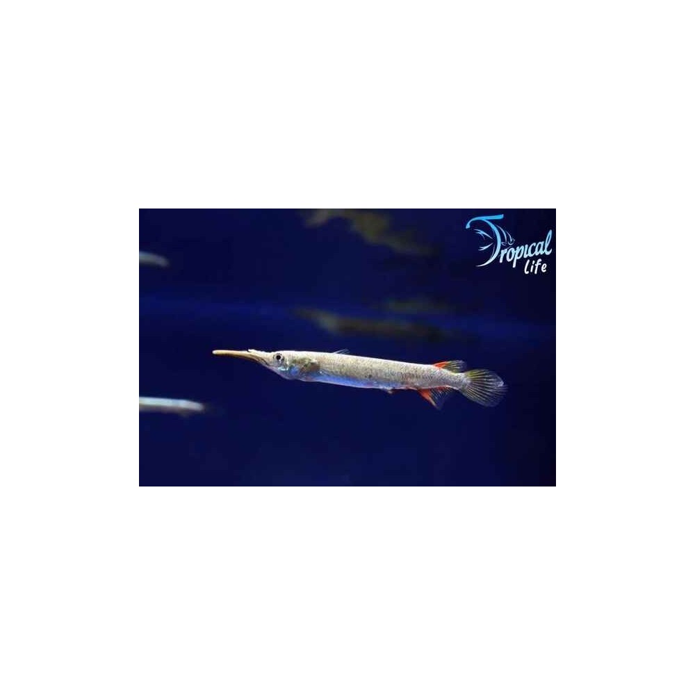Esemplare di Dermogenys pusillus pesce mezzobecco di superficie in vendita su Tropical Life