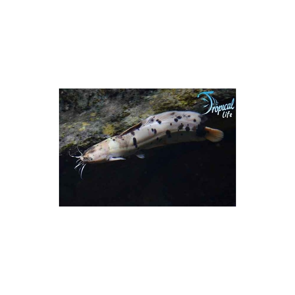 Esemplare di Clarias batrachus pesce gatto camminatore albino o ancestrale in vendita su Tropical Life