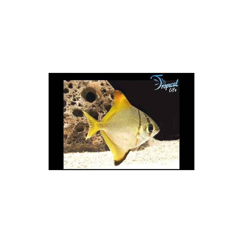 Esemplare di Monodactylus argenteus pesce luna d'argento per acquario salmastro in vendita su Tropical Life