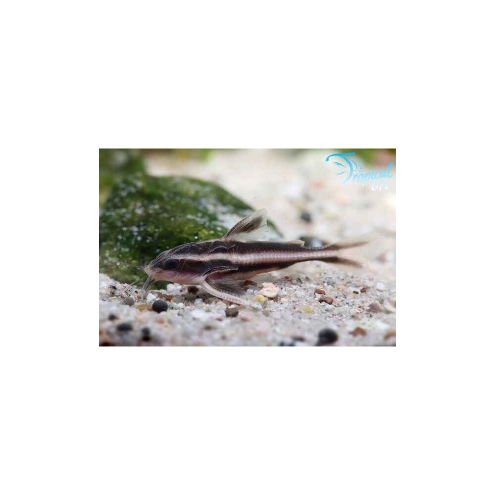 Esemplare di Platydoras costatus pesce gatto parlante striato per acquario in vendita su Tropical Life
