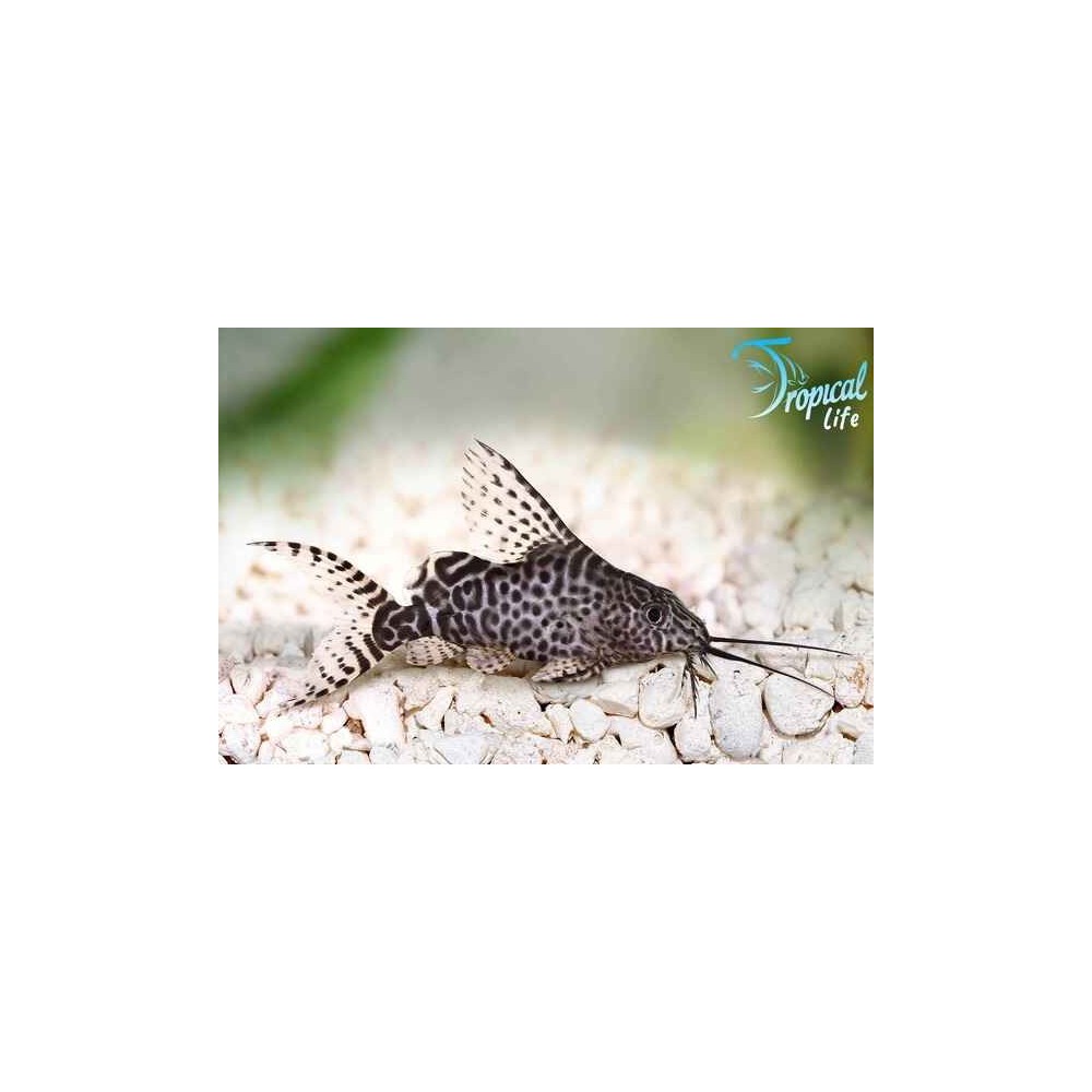Esemplare di Synodontis eupterus pesce gatto piumato africano in vendita su Tropical Life
