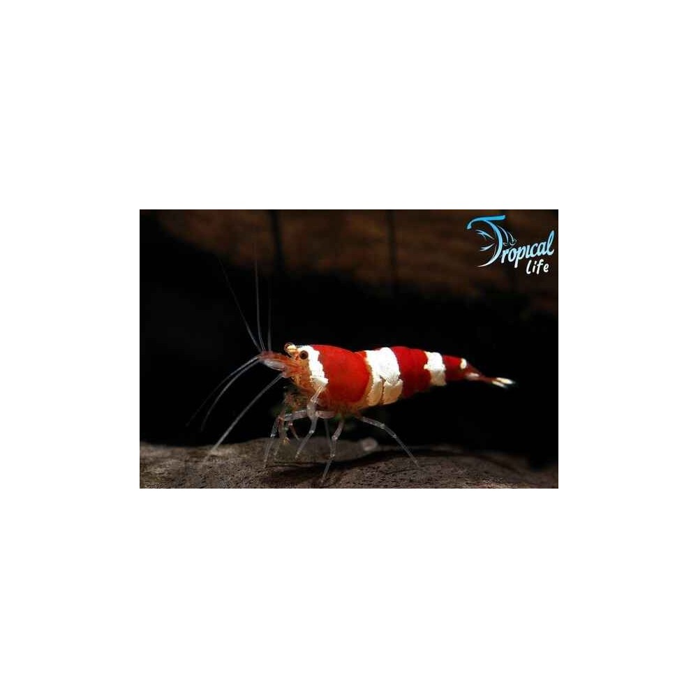 Esemplare di Caridina Red Crystal CRS bianco e rosso per acquario professionale in vendita su Tropical Life