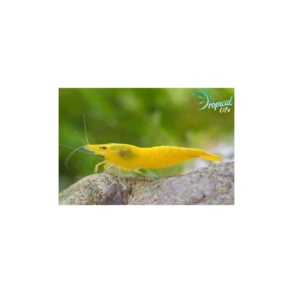 Esemplare di Neocaridina davidi Yellow gamberetto giallo limone per acquario in vendita su Tropical Life