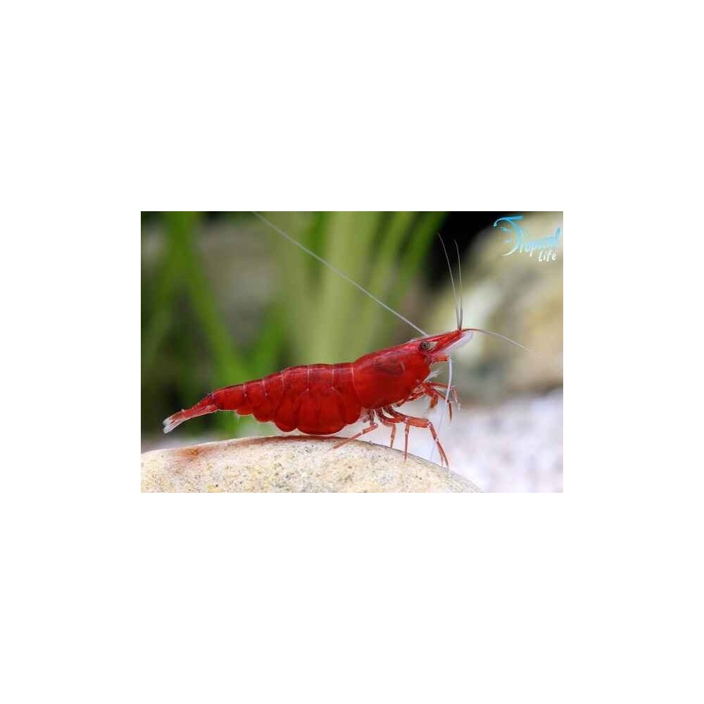 Esemplare di Neocaridina davidi Super Red gamberetto rosso per acquario in vendita su Tropical Life