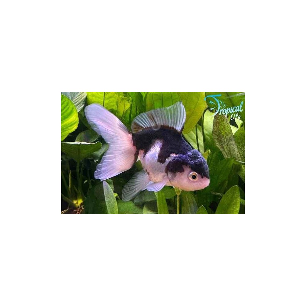 Esemplare di Oranda Panda Carassius auratus bianco e nero con cappuccio sul capo in vendita su Tropical Life