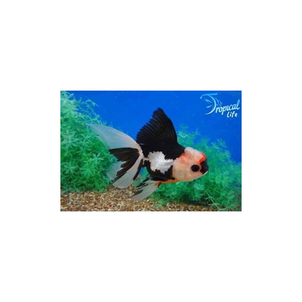 Esemplare di Oranda Tricolor Carassius auratus a tre colori con cappuccio sul capo in vendita su Tropical Life