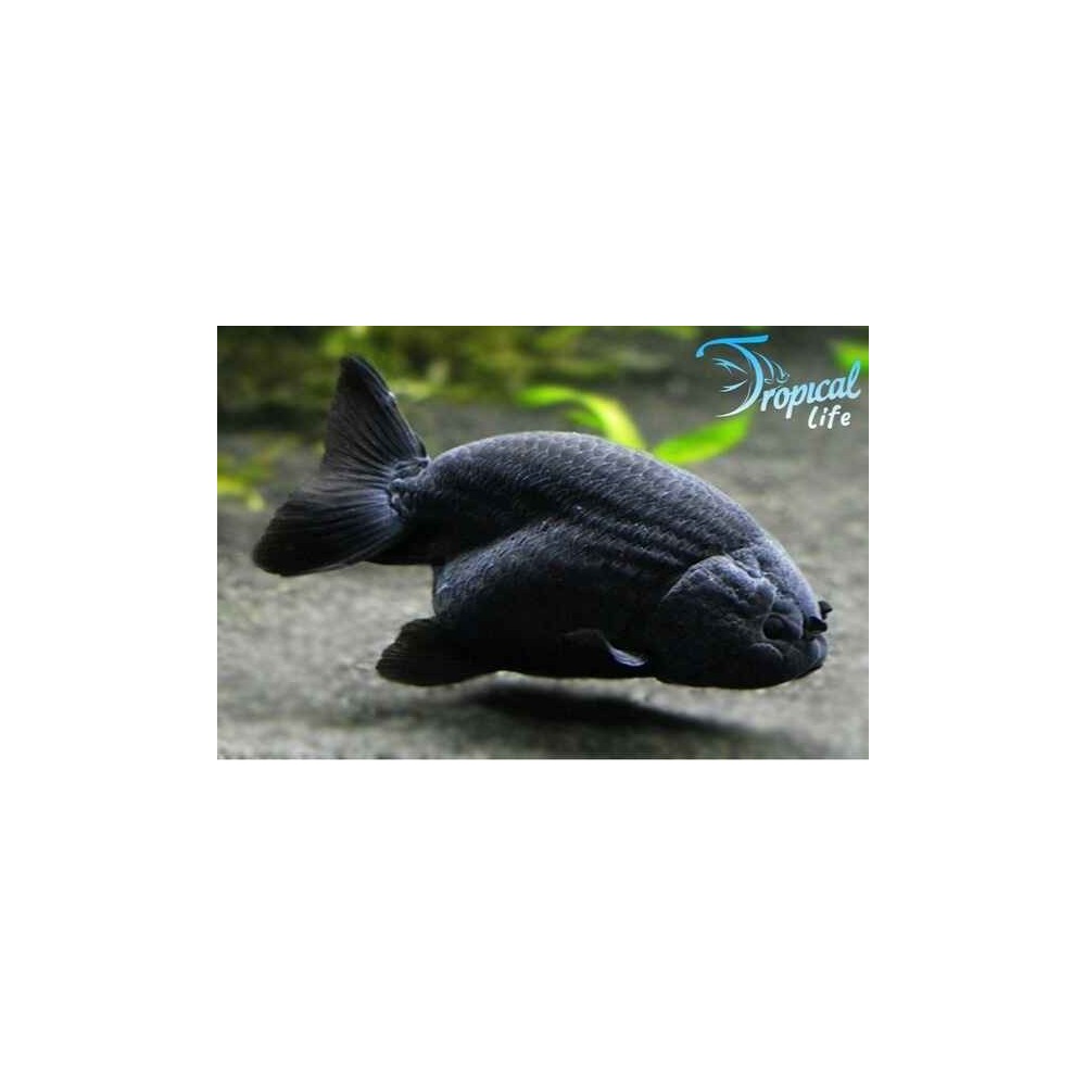 Esemplare di Ranchu Black Carassius auratus nero velluto senza pinna dorsale in vendita su Tropical Life