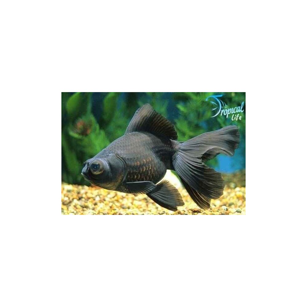 Esemplare di Black Moor Carassius auratus nero velluto con occhi telescopici in vendita su Tropical Life
