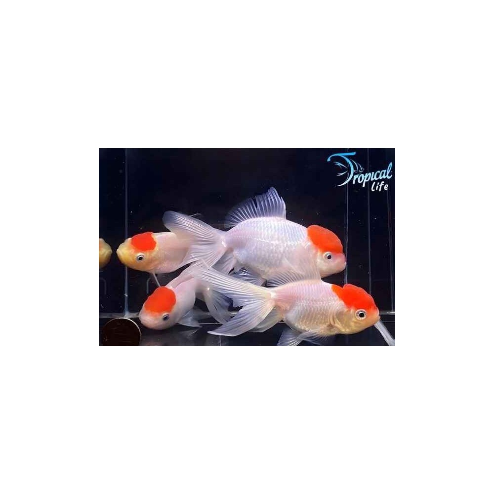 Esemplari di Carassius auratus var. oranda (Red Cap) in vendita su Tropical Life
