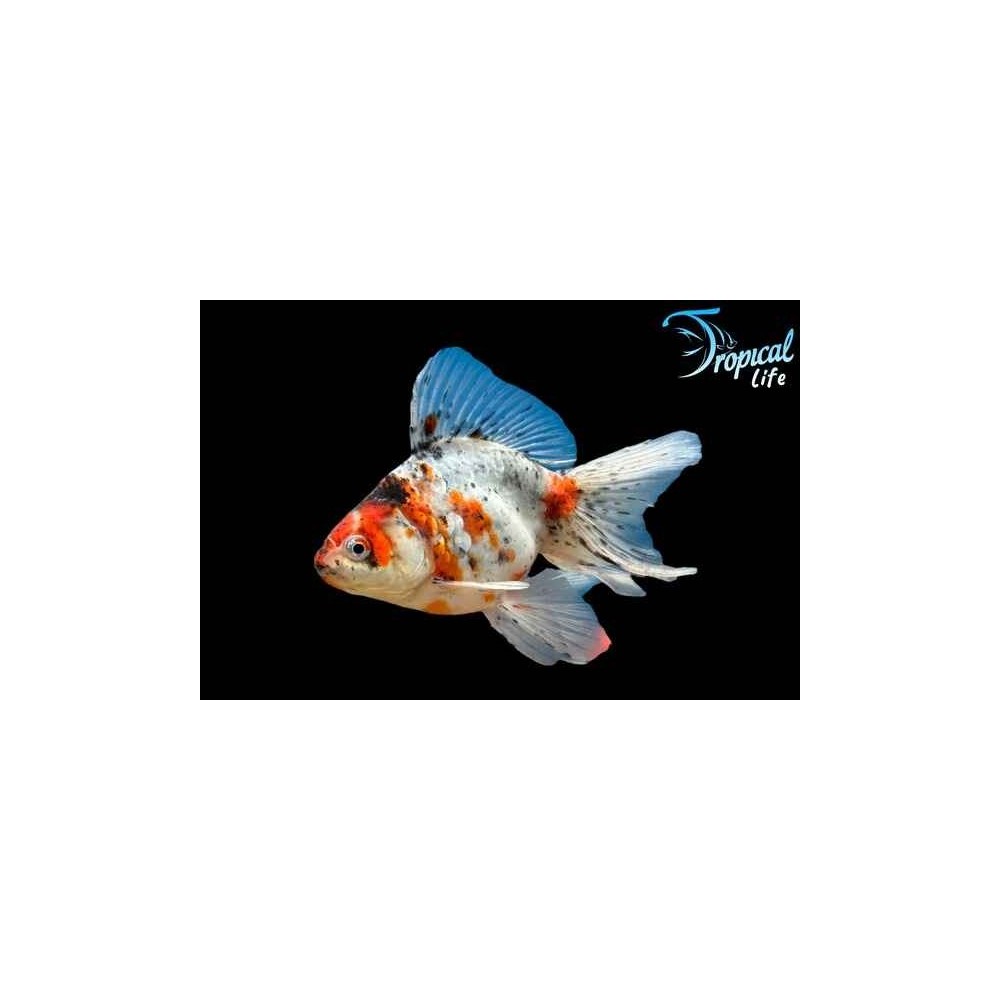 Esemplare di Ryukin Calico Carassius auratus con gobba dorsale e livrea a macchie in vendita su Tropical Life