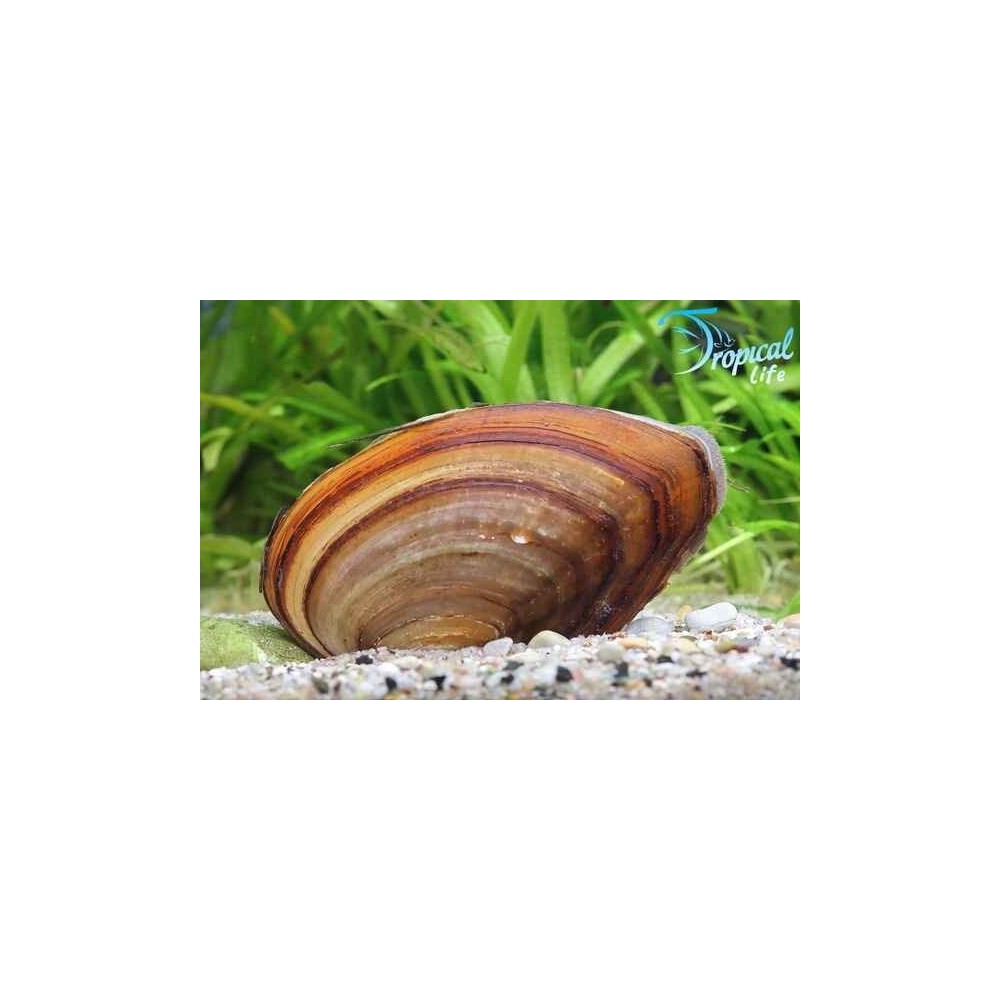 Esemplare di Unio pictorum cozza d'acqua dolce filtratrice per laghetto e acquario in vendita su Tropical Life