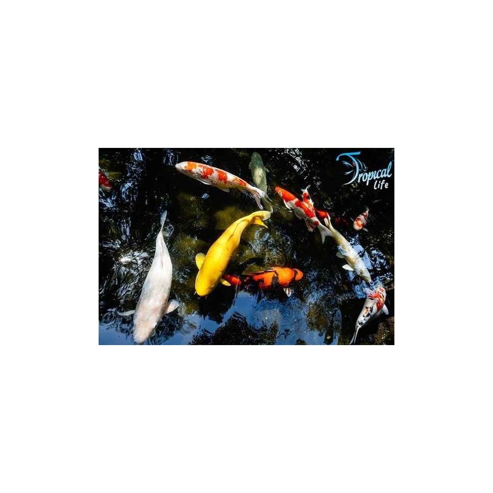 Esemplari di Carpa Koi Cyprinus carpio assortite per laghetto in vendita online su Tropical Life