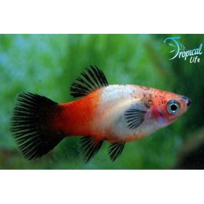 Esemplare di Platy Variatus Showa Tricolor Xiphophorus variatus a tre colori in vendita su Tropical Life