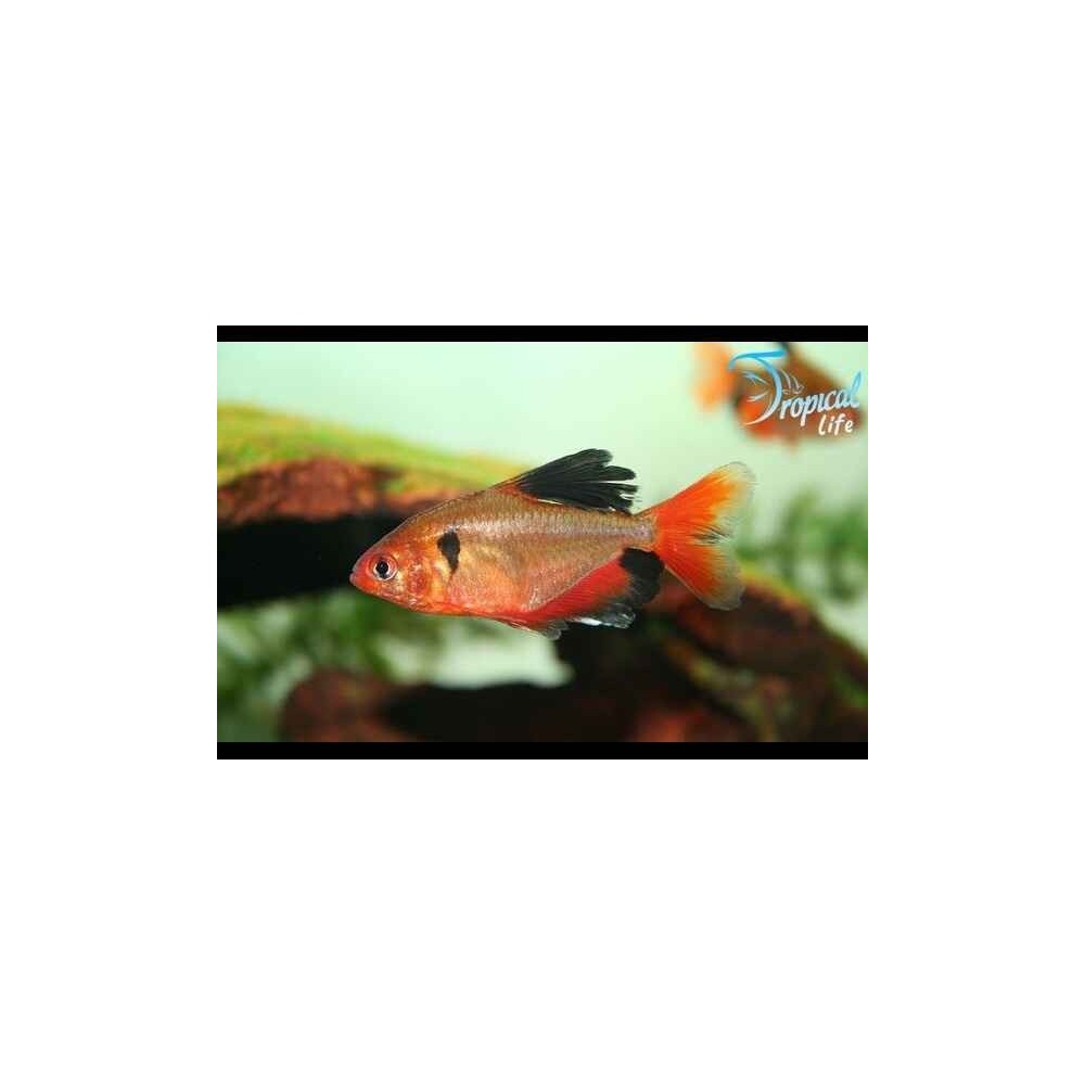 Esemplare di Hyphessobrycon serpae var. Long Fin Tetra Minore a pinne lunghe in vendita su Tropical Life