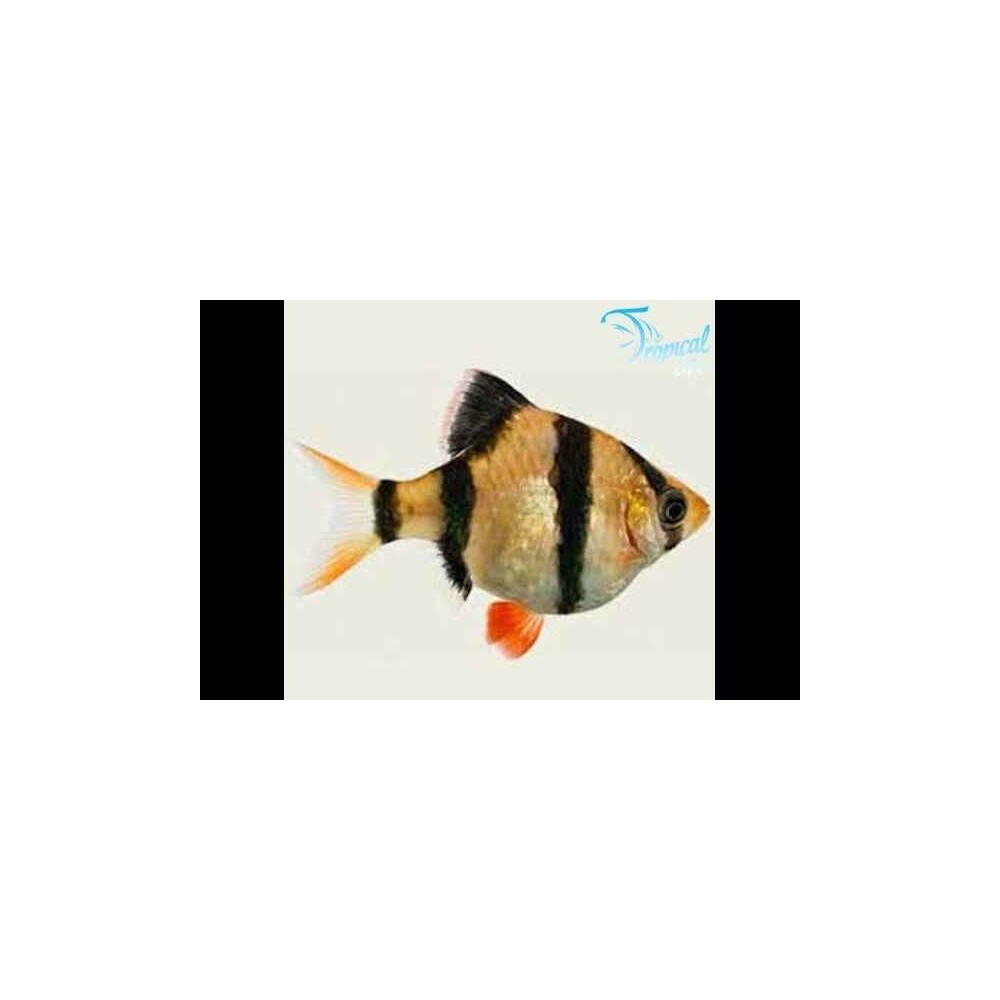 Esemplare di Barbus tetrazona Balloon Barbo tigre forma corta e bombata in vendita su Tropical Life