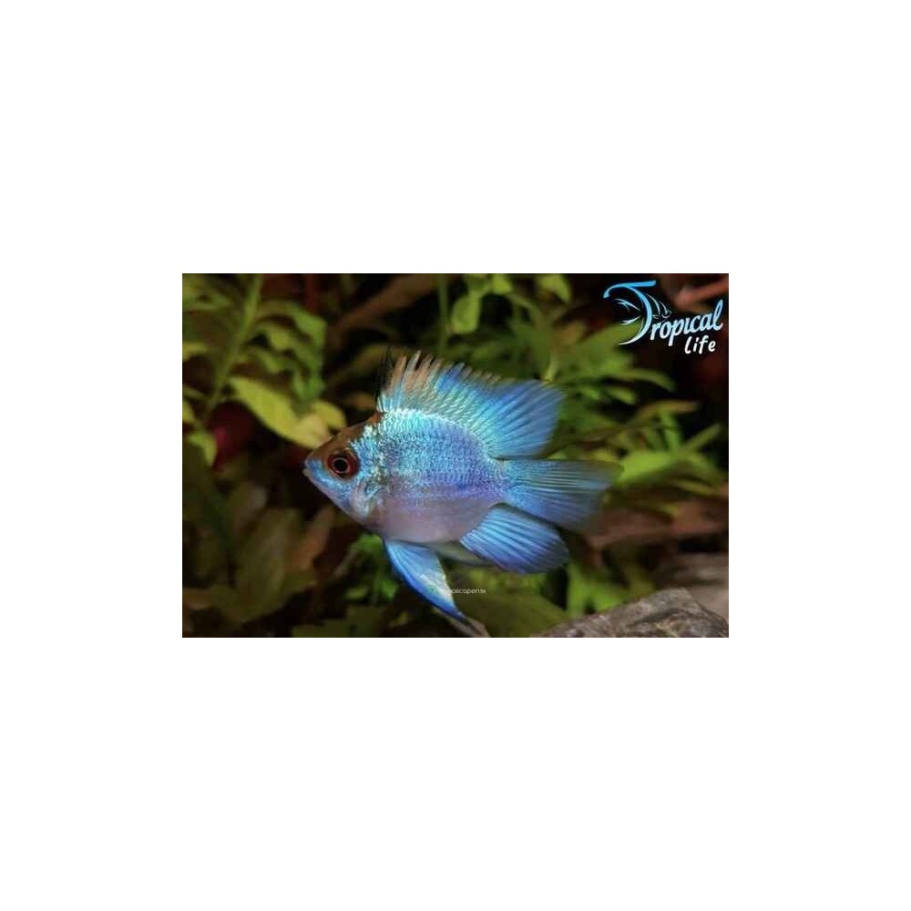 Mikrogeophagus ramirezi Blue: Ciclide Nano Blu | Tropical Life