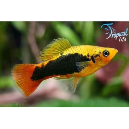 Xiphophorus variatus: Vendita Online Platy Variato | Tropical Life
