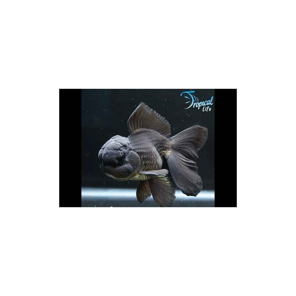 Esemplare di Oranda Testa di Leone Black Lionhead nero velluto con pinna dorsale in vendita su Tropical Life