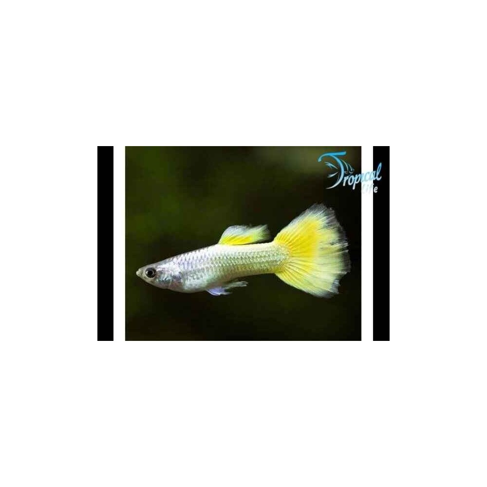 Guppy German Yellow:Vendita Online Pesce Guppy | Tropicallife