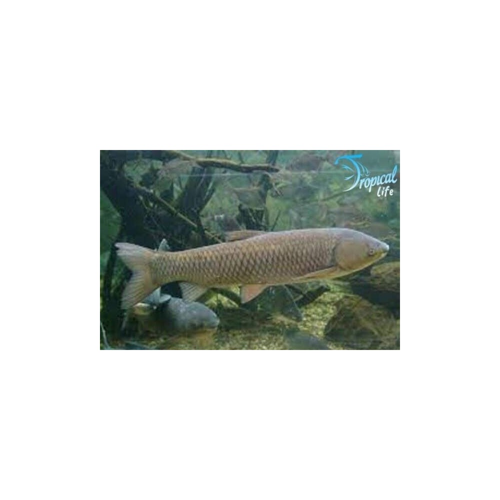 Ctenopharyngodon idella: Carpa Erbivora per Laghetto | Tropical Life