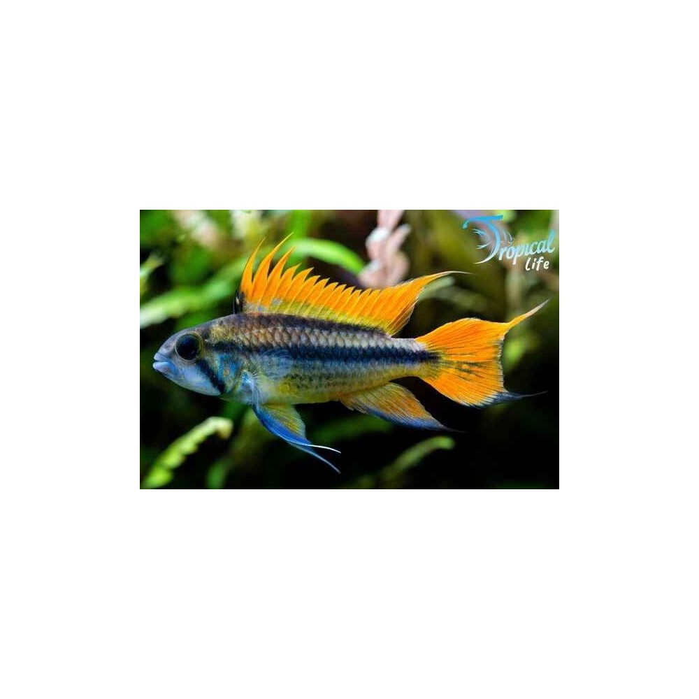 Apistogramma cacatuoides orange: Ciclide Nano in Vendita | Tropical Life